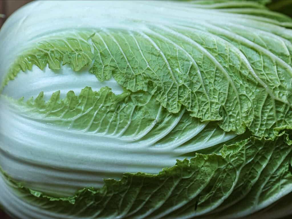 Close-up of a fresh Napa cabbage leaf, showcasing its light green color and textured, veined surface. The leaf has curly edges and a crisp, vibrant appearance.